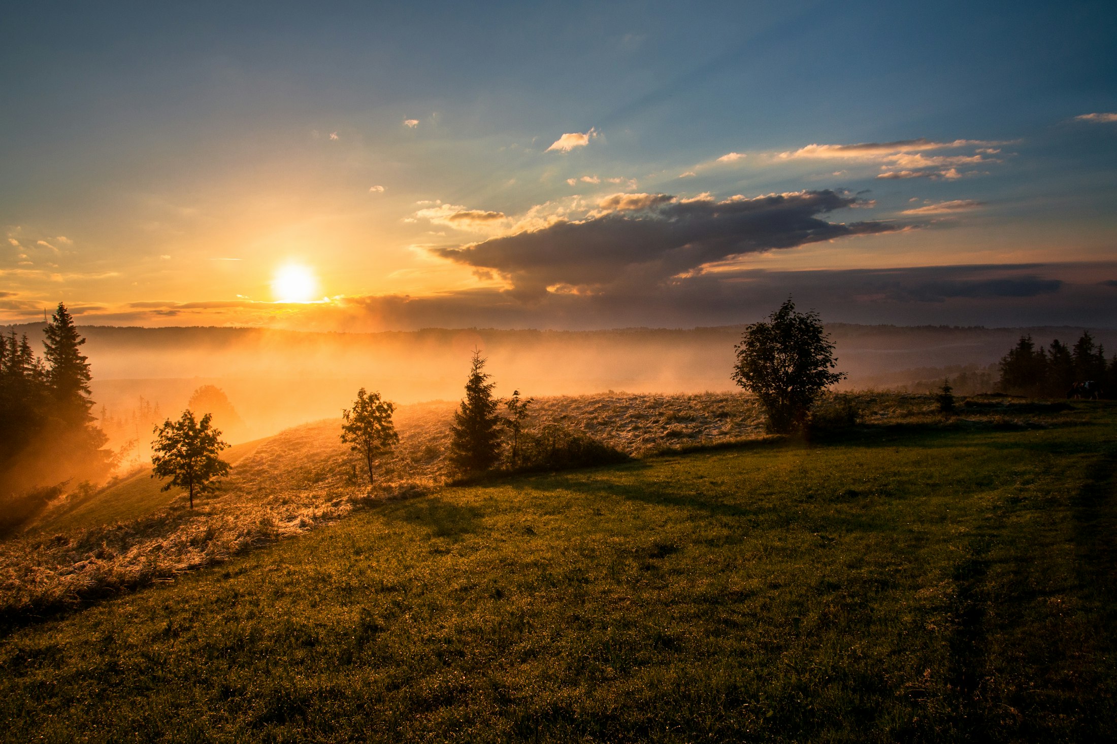 Golden grassland at sunset
